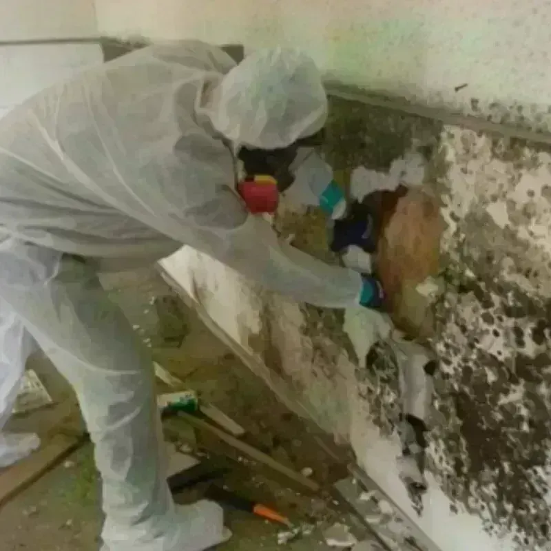 Mold Remediation and Removal in Tupelo, MS